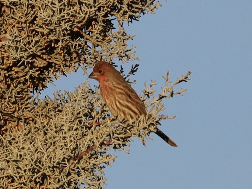 House Finch - ML646307088