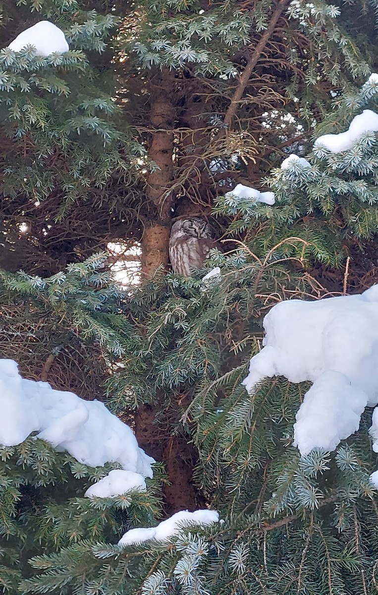 Boreal Owl - ML646307089