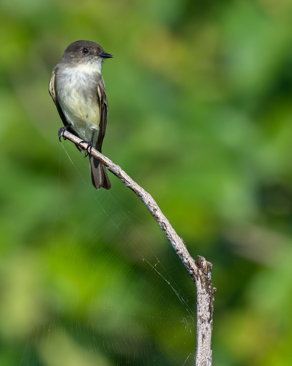 Eastern Phoebe - ML646307091