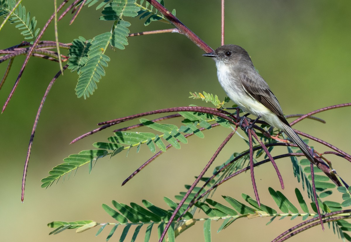 Eastern Phoebe - ML646307092