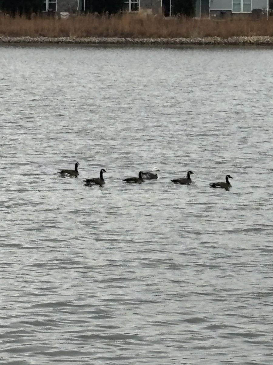 Snow Goose - ML646307093