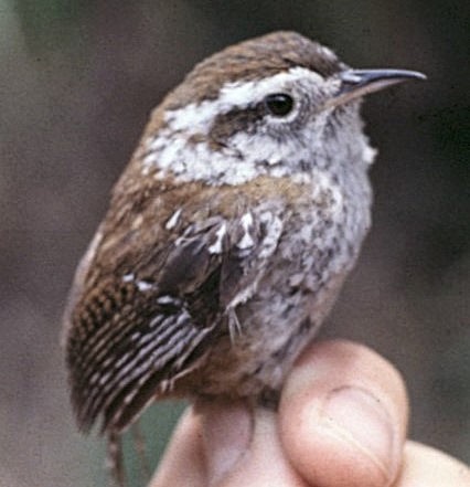 Timberline Wren - ML646307094