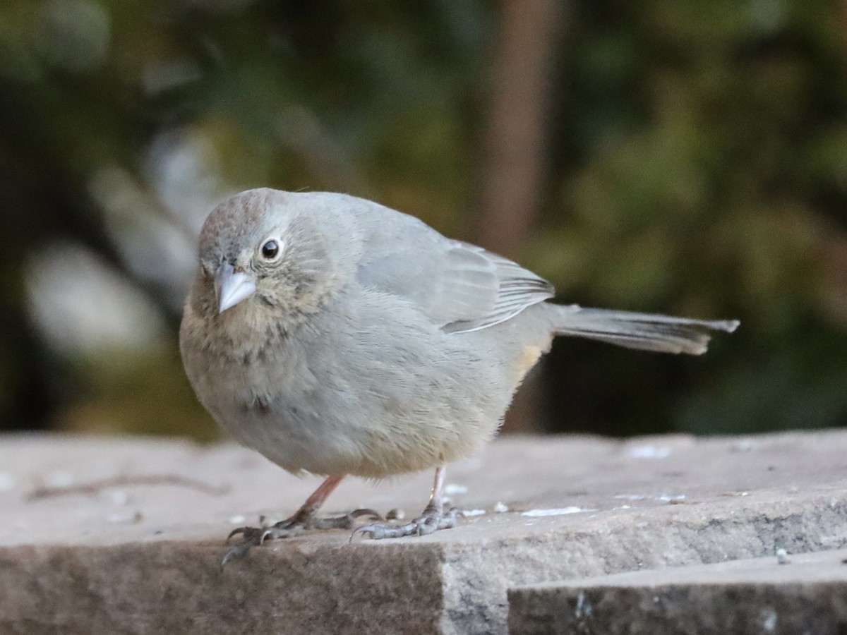 Canyon Towhee - ML646307095