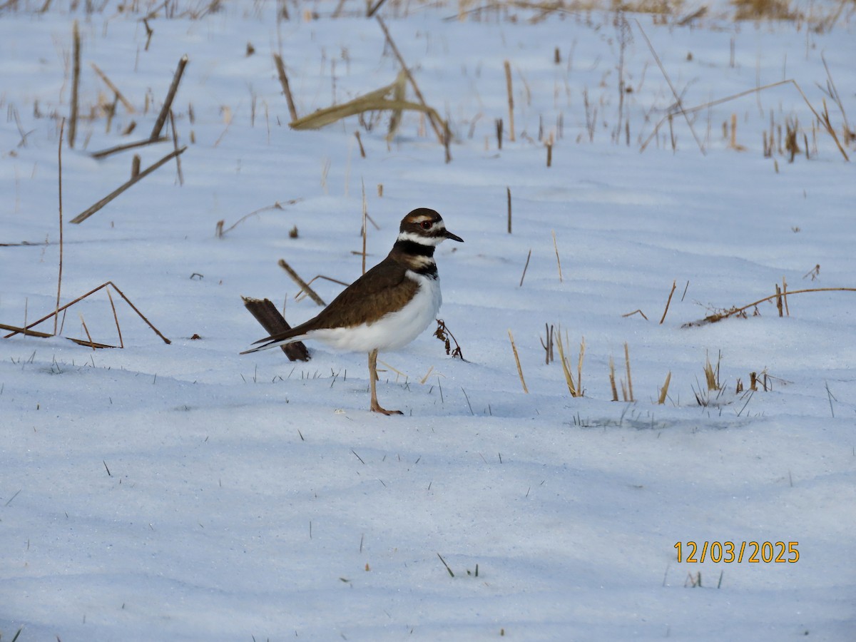 Killdeer - ML646307096