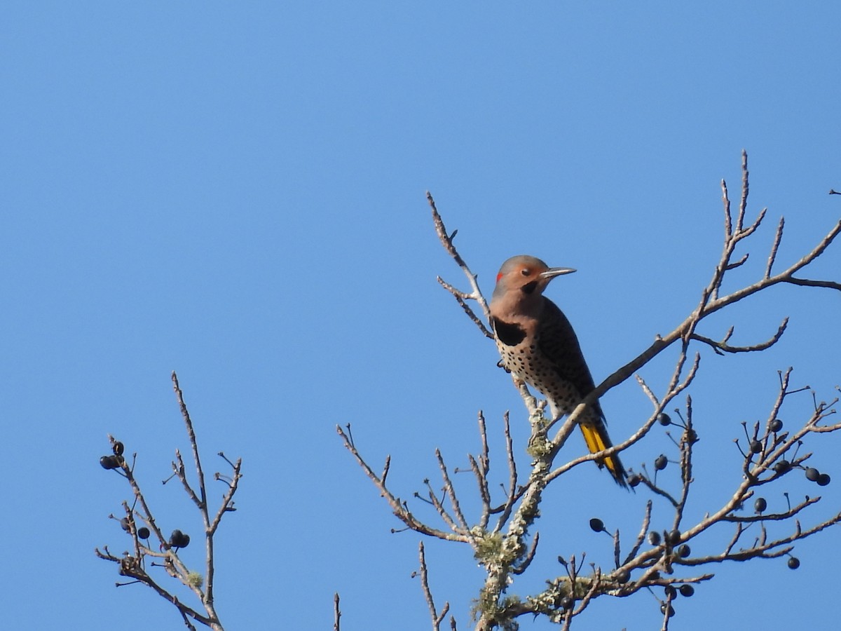 Northern Flicker (Yellow-shafted) - ML646307097