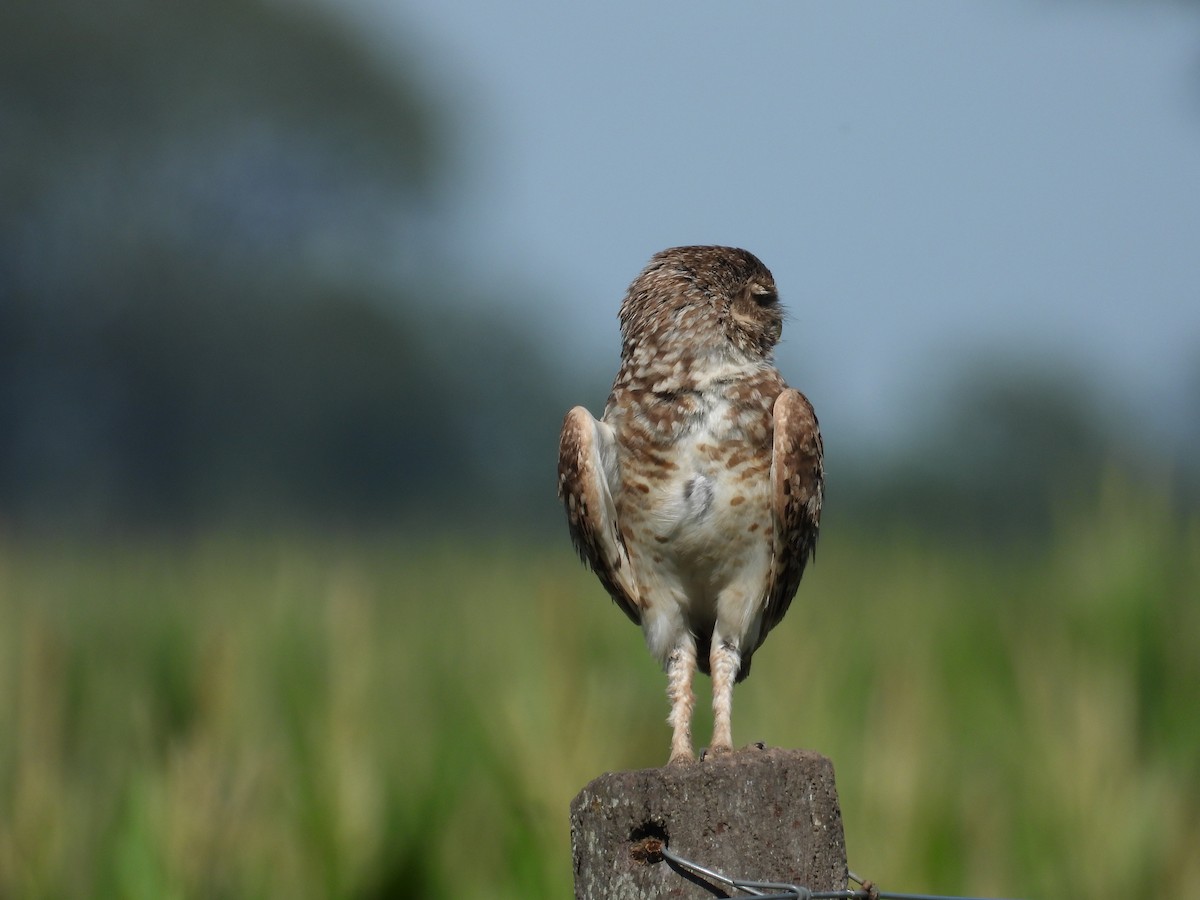 Burrowing Owl - ML646307098
