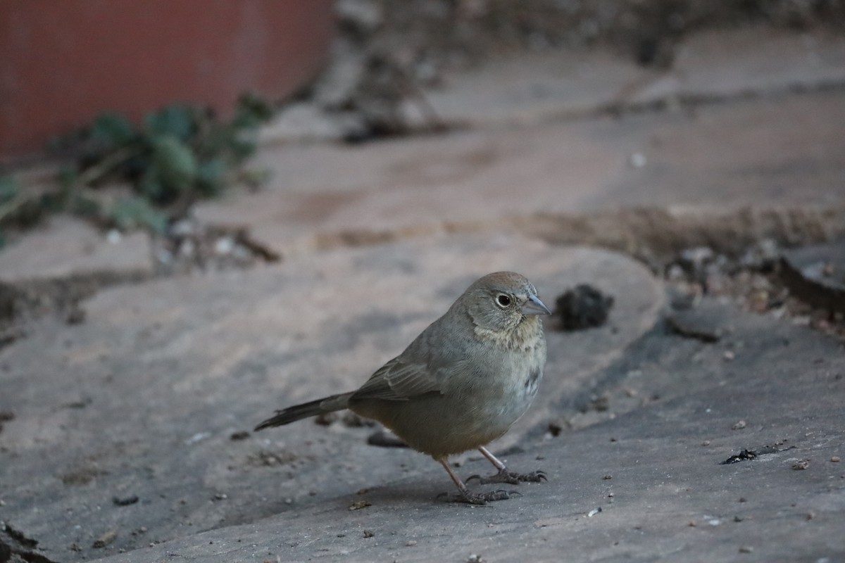 Canyon Towhee - ML646307100