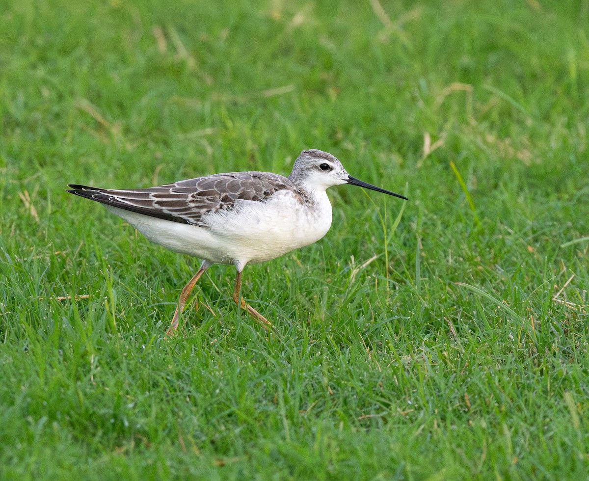 Wilsonwassertreter - ML646307106