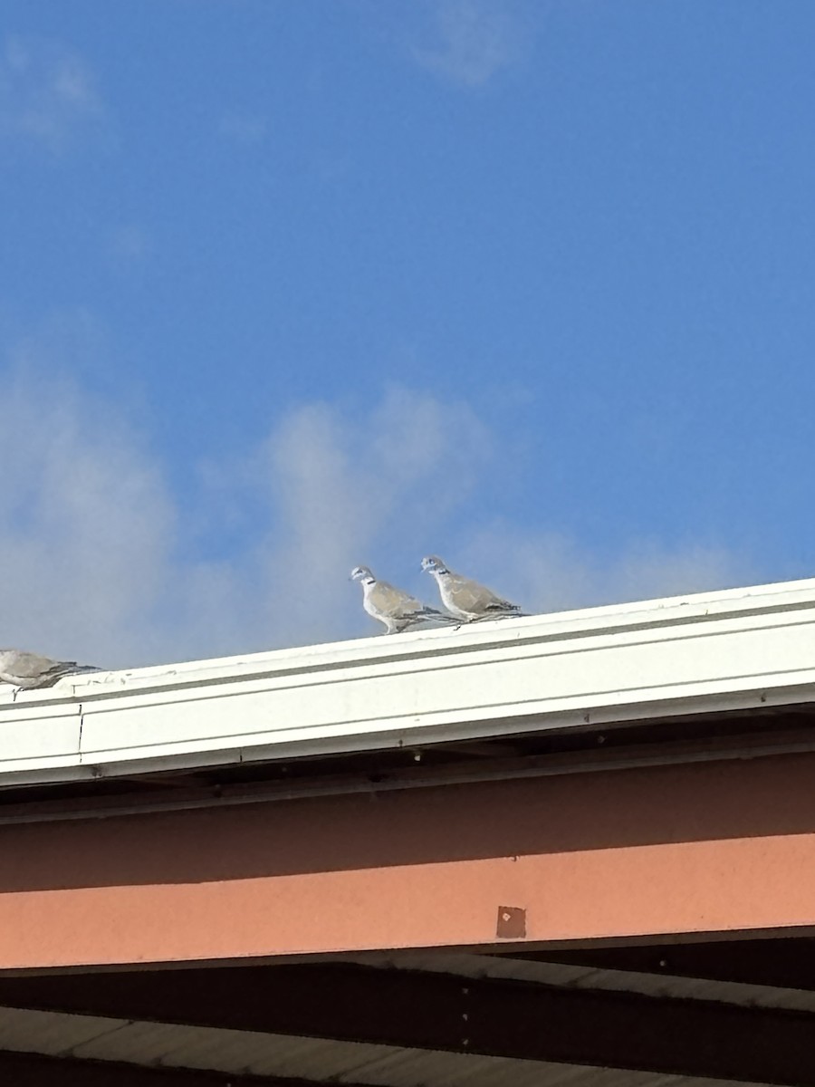 Tourterelle turque - ML646307109