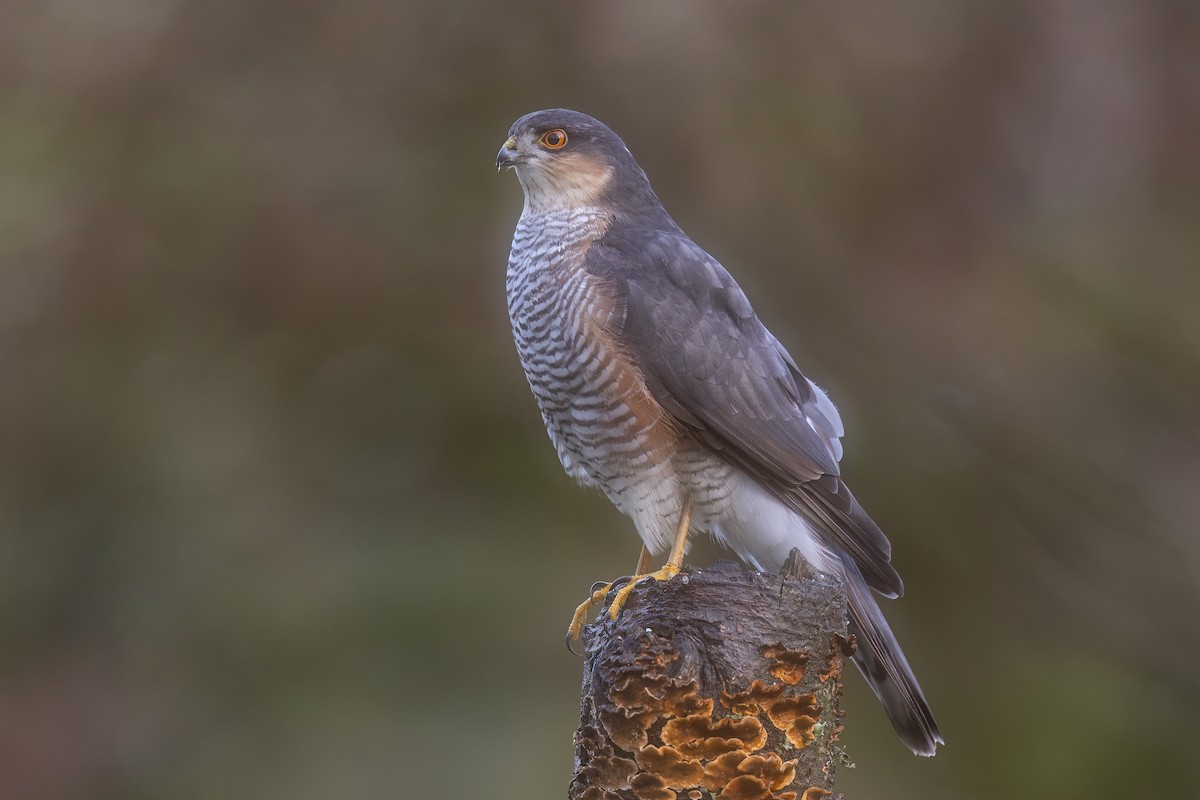 krahujec obecný - ML646307110