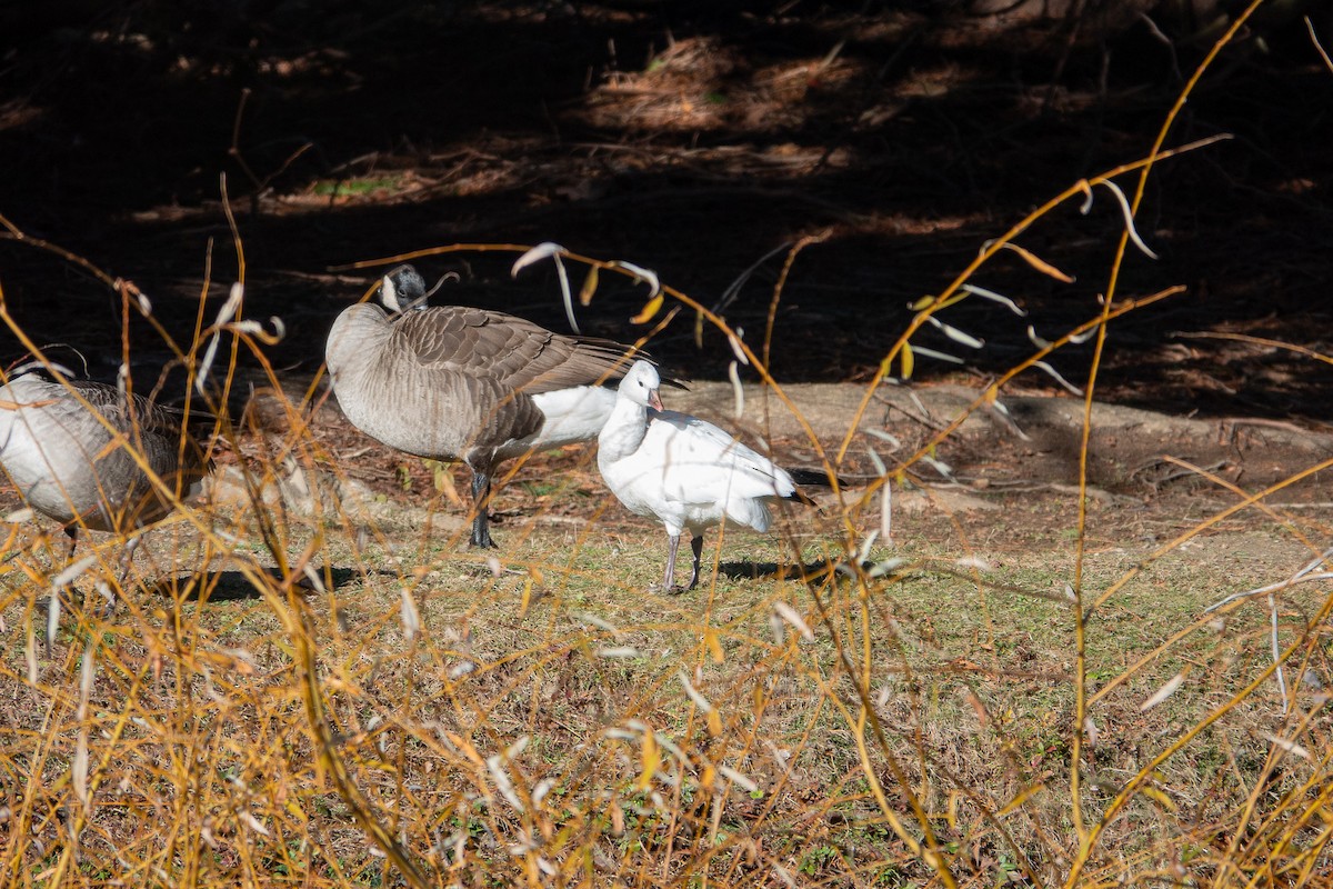 Ross's Goose - ML646307112