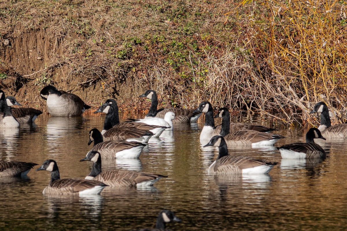 Ross's Goose - ML646307113