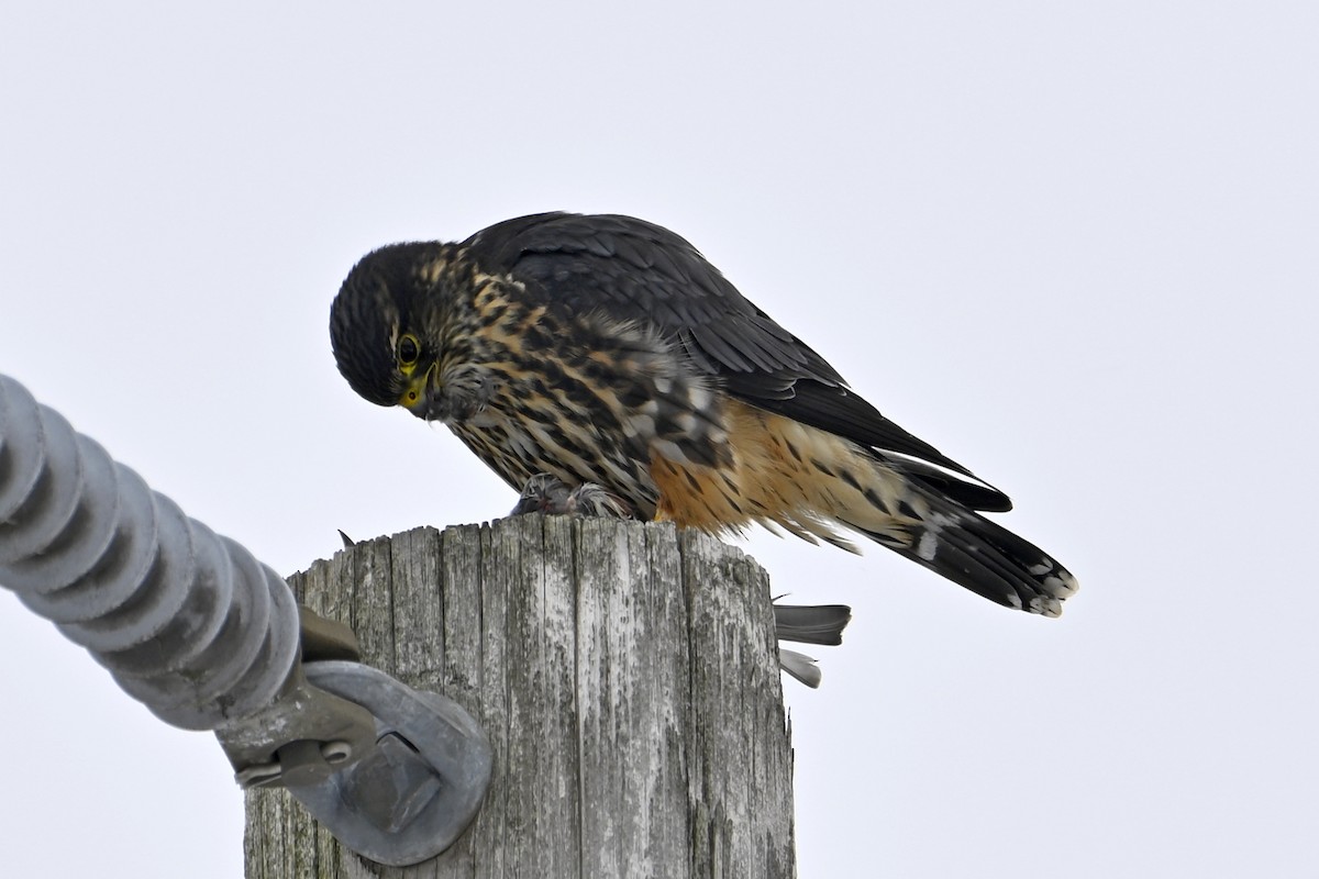 Merlin - ML646307115