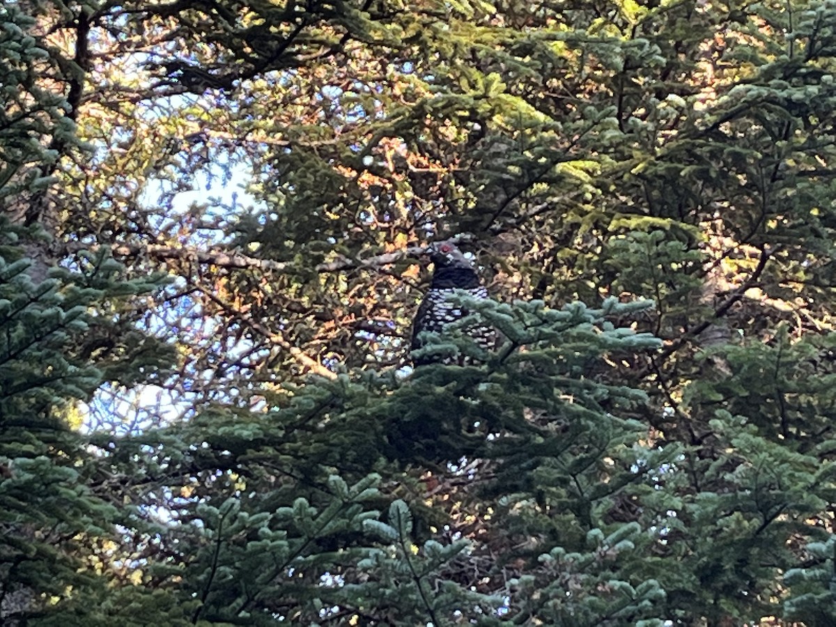 Spruce Grouse - ML646307119