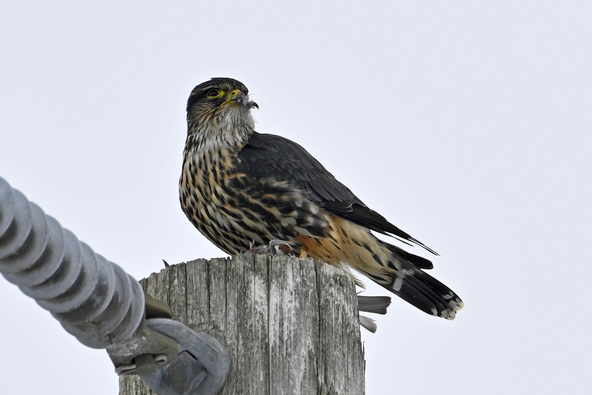 Merlin - ML646307120