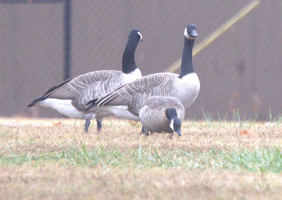 小加拿大雁 - ML646307128