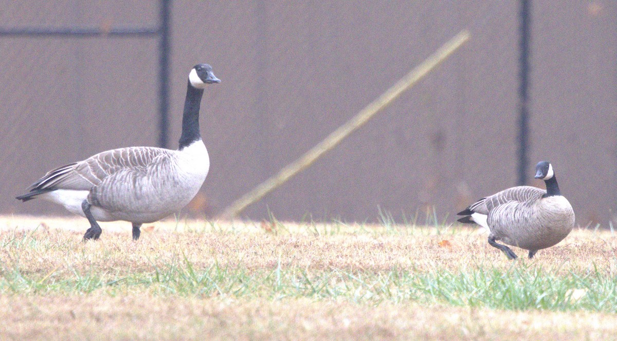 Cackling Goose - ML646307129