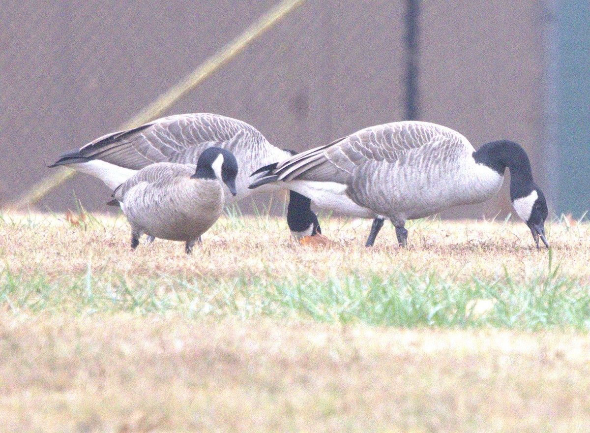Cackling Goose - ML646307130