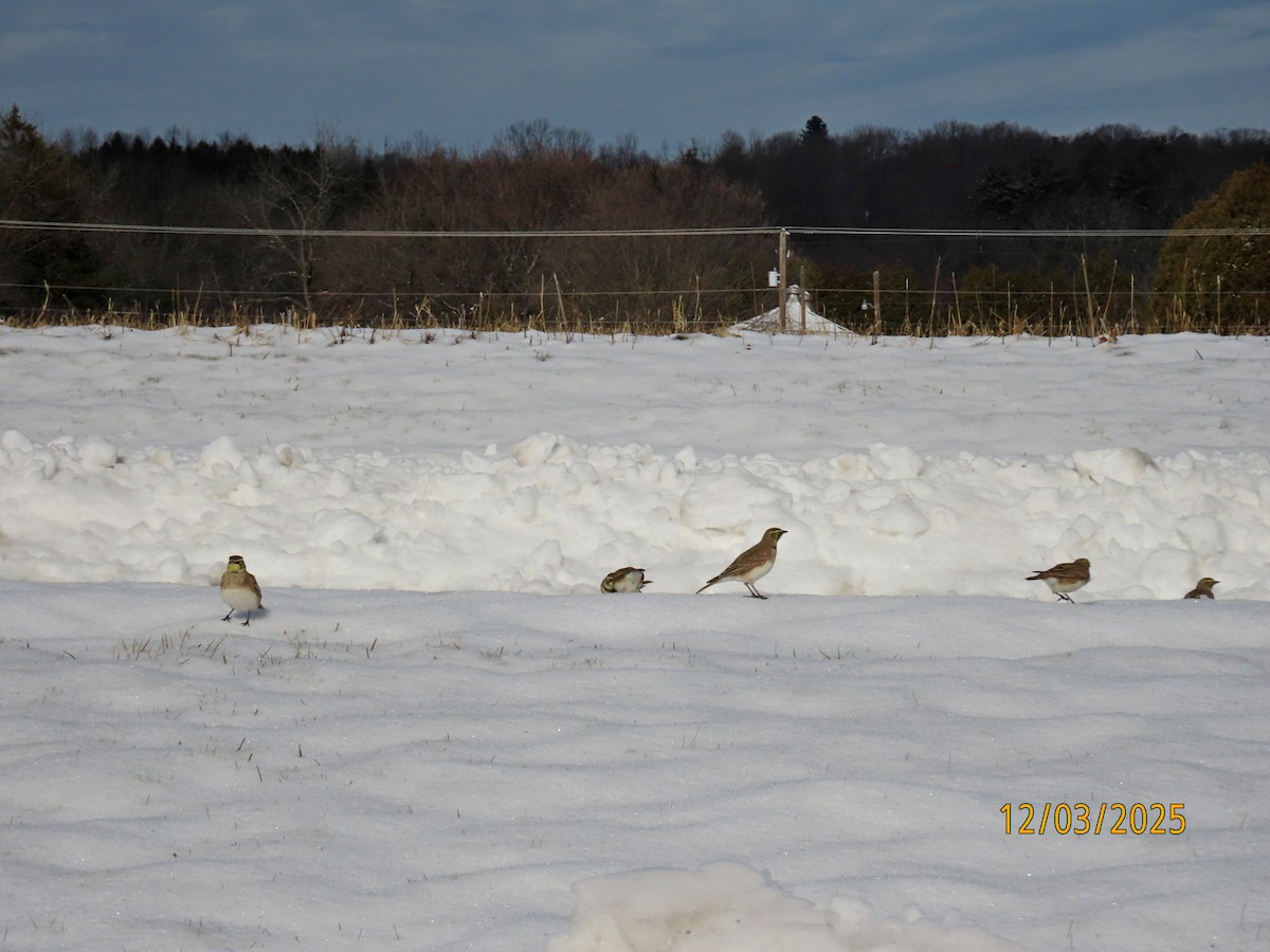 Жайворонок рогатий - ML646307131