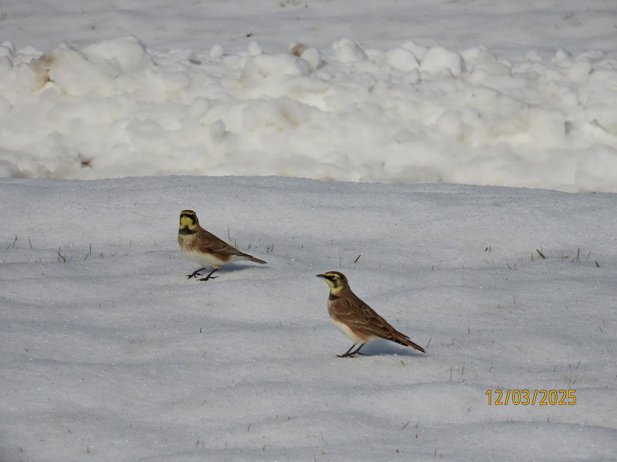 Жайворонок рогатий - ML646307132