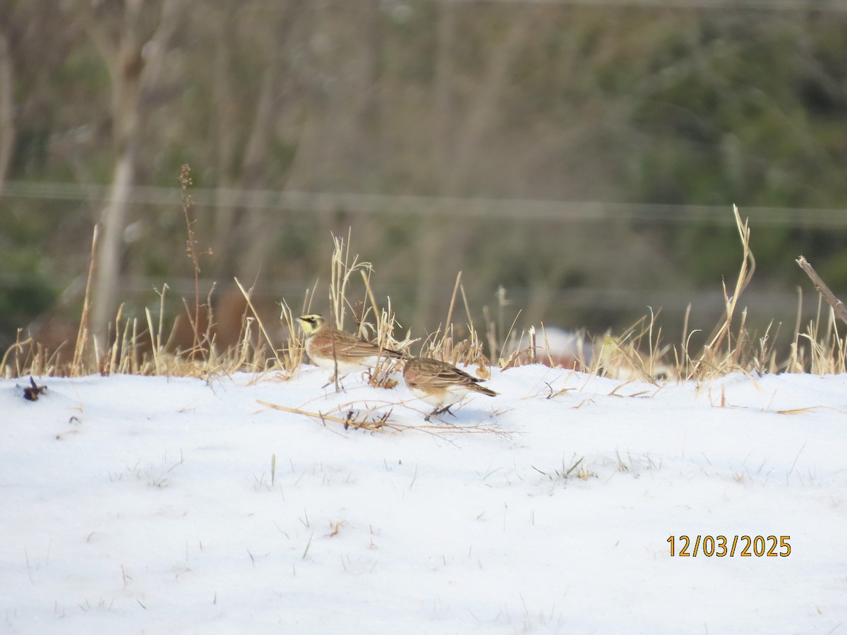 Жайворонок рогатий - ML646307133