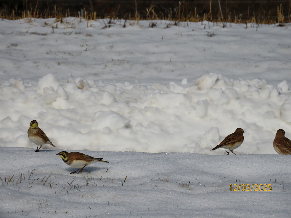 Жайворонок рогатий - ML646307134