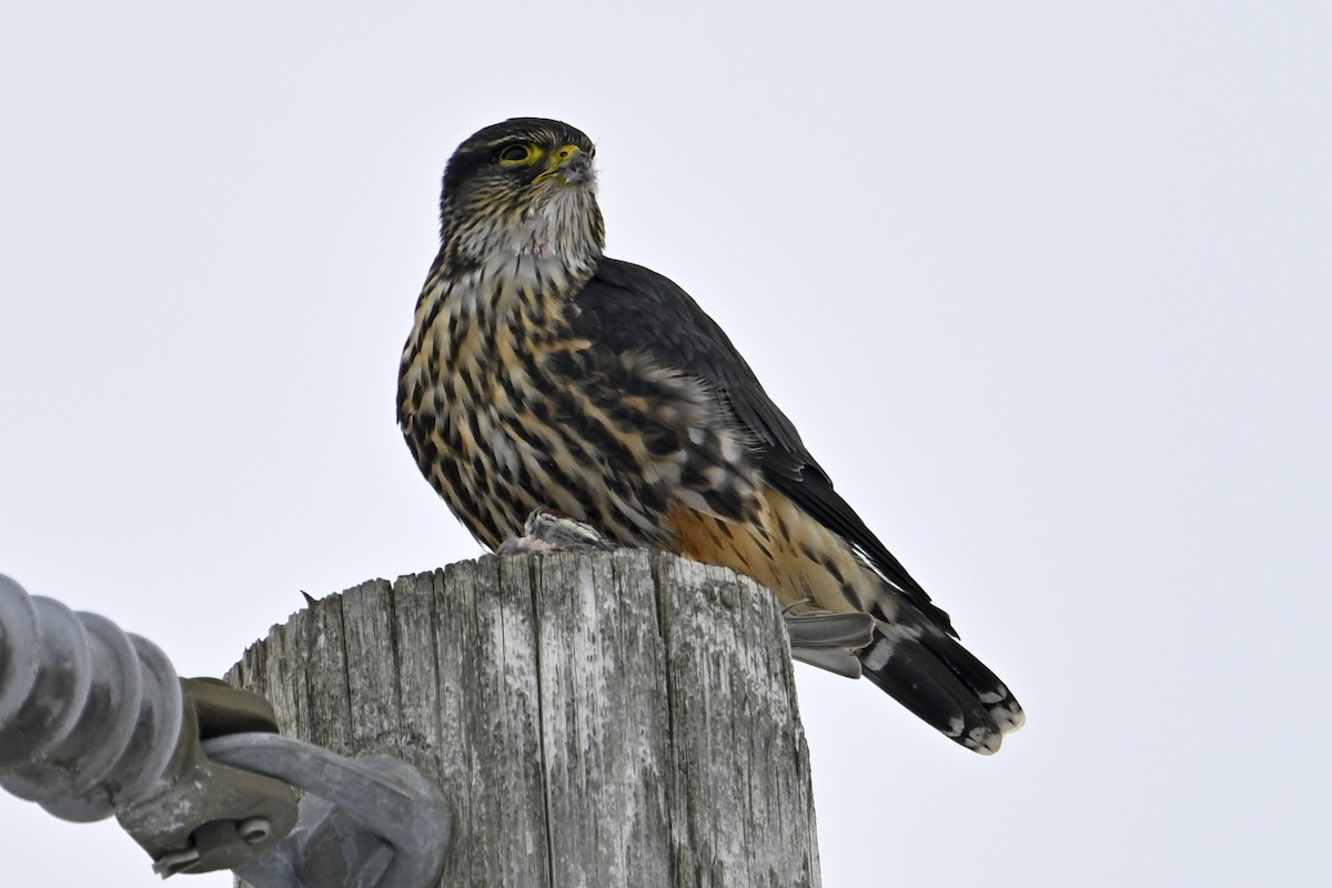 Merlin - ML646307136