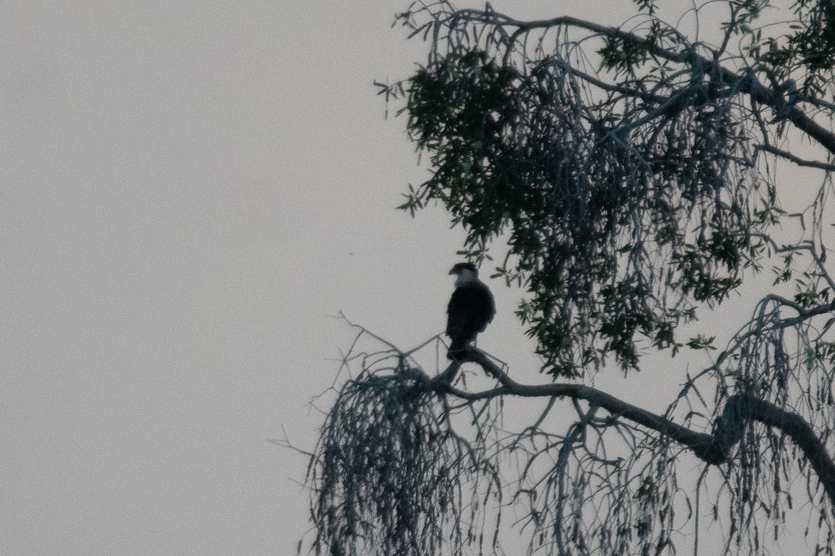 Crested Caracara - ML646307139