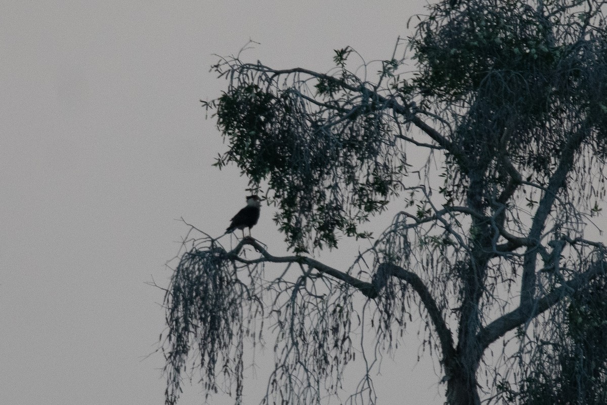Crested Caracara - ML646307140