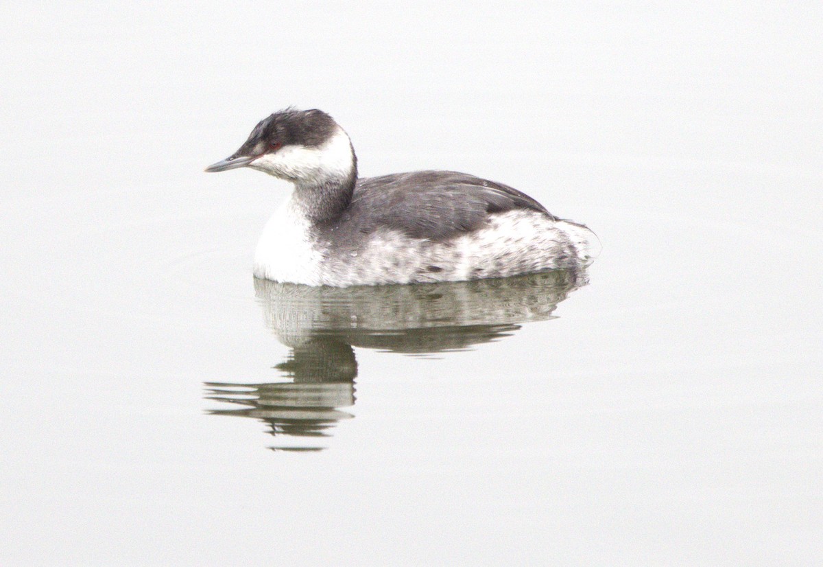 ミミカイツブリ - ML646307143