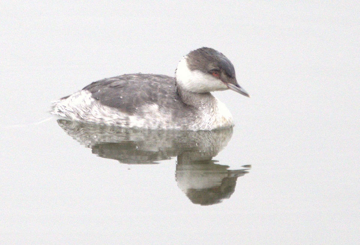 ミミカイツブリ - ML646307144