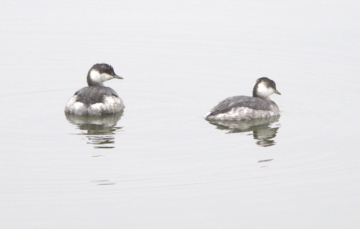 ミミカイツブリ - ML646307145