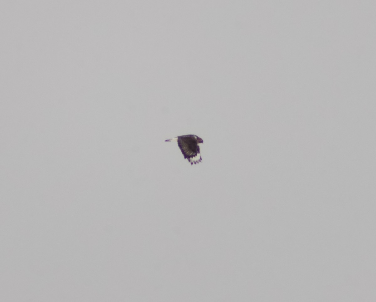 káně rousná - ML646307148