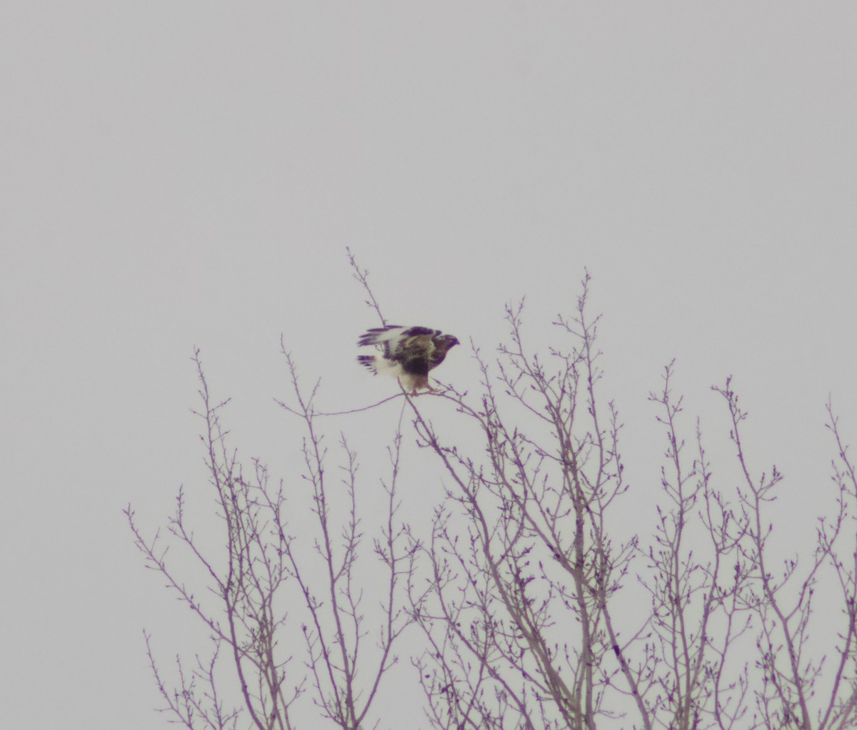 káně rousná - ML646307149