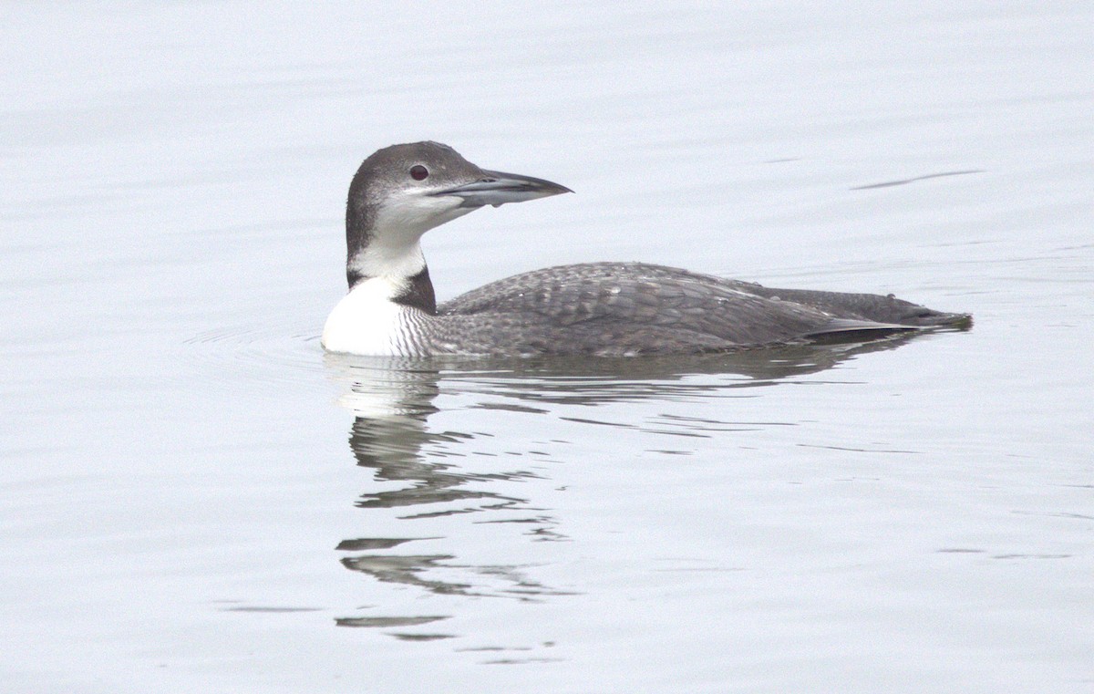 Common Loon - ML646307153