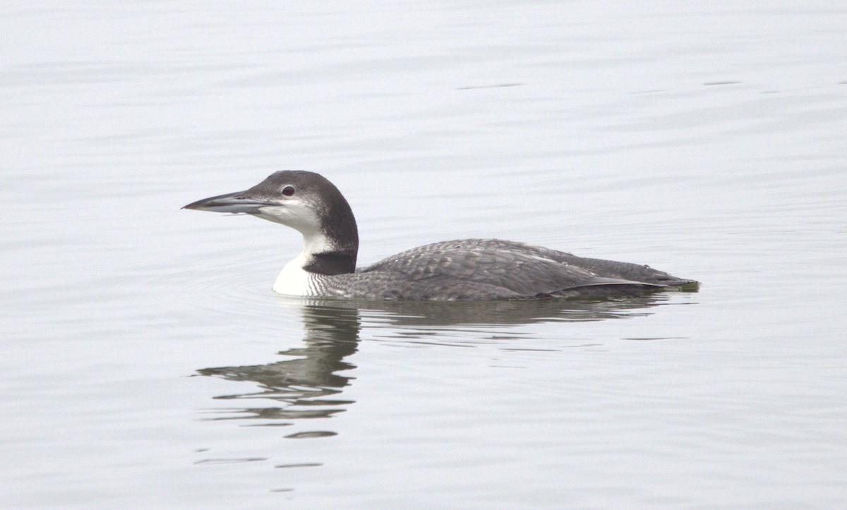 Common Loon - ML646307154