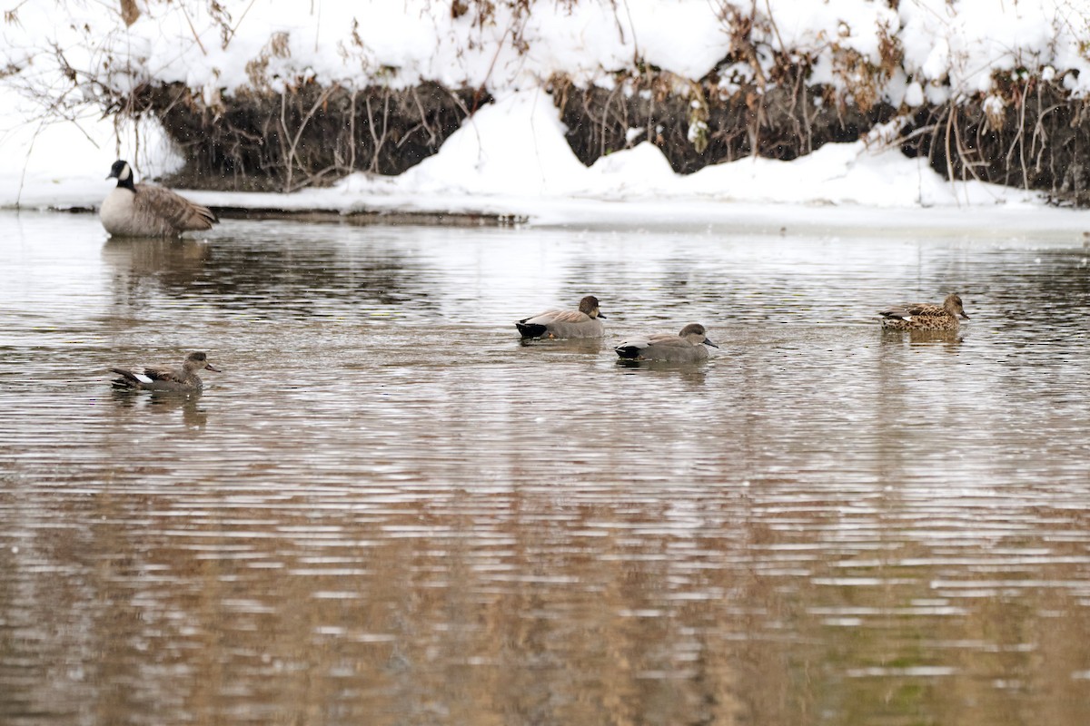 Ipar-ahatea - ML646307160