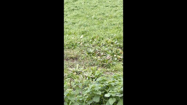 Кам'янка пустельна - ML646307161