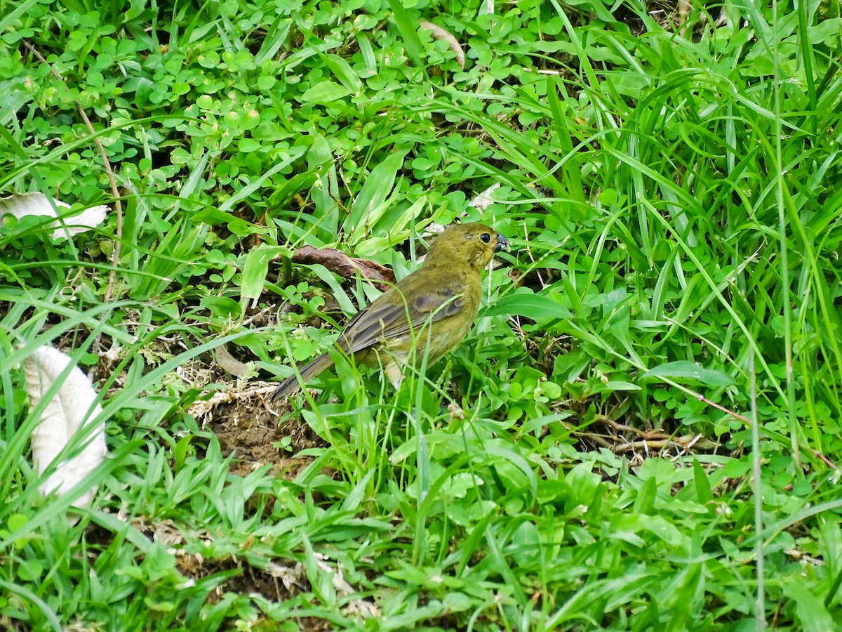 Зерноїд вороний - ML646307162