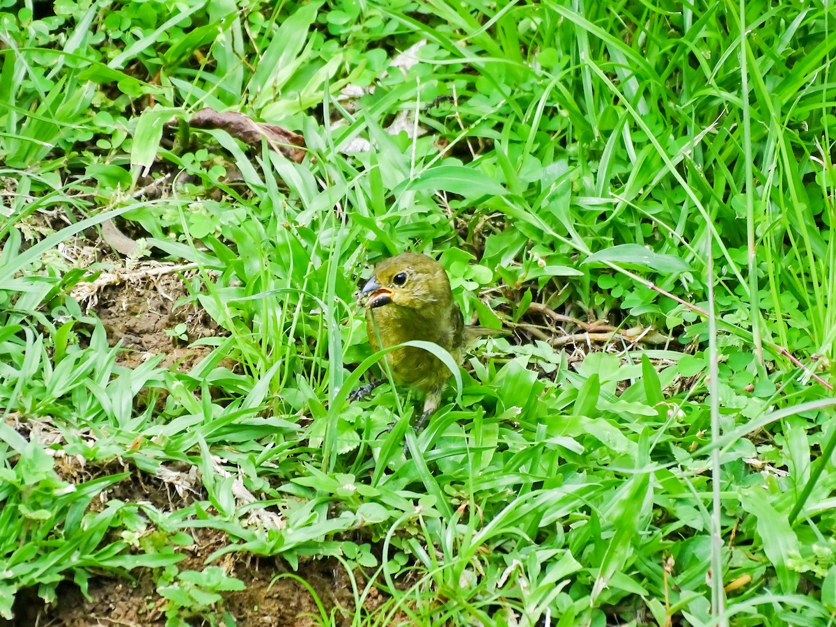 Зерноїд вороний - ML646307163