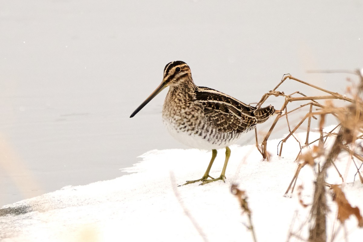 Wilson's Snipe - ML646307165
