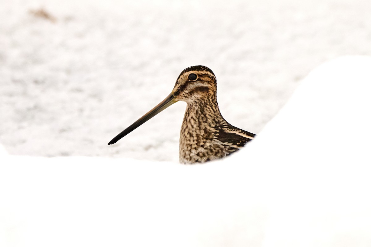 Wilson's Snipe - ML646307167