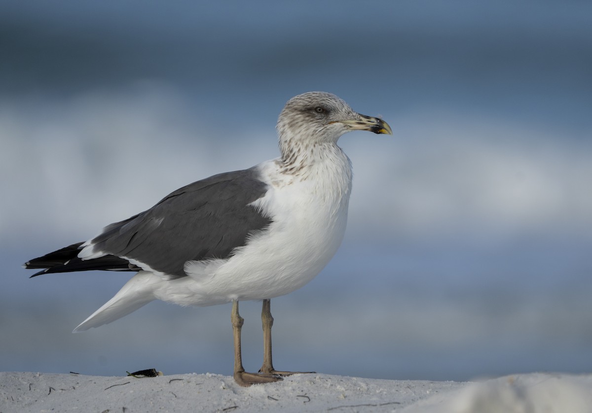 Kaio iluna - ML646307172