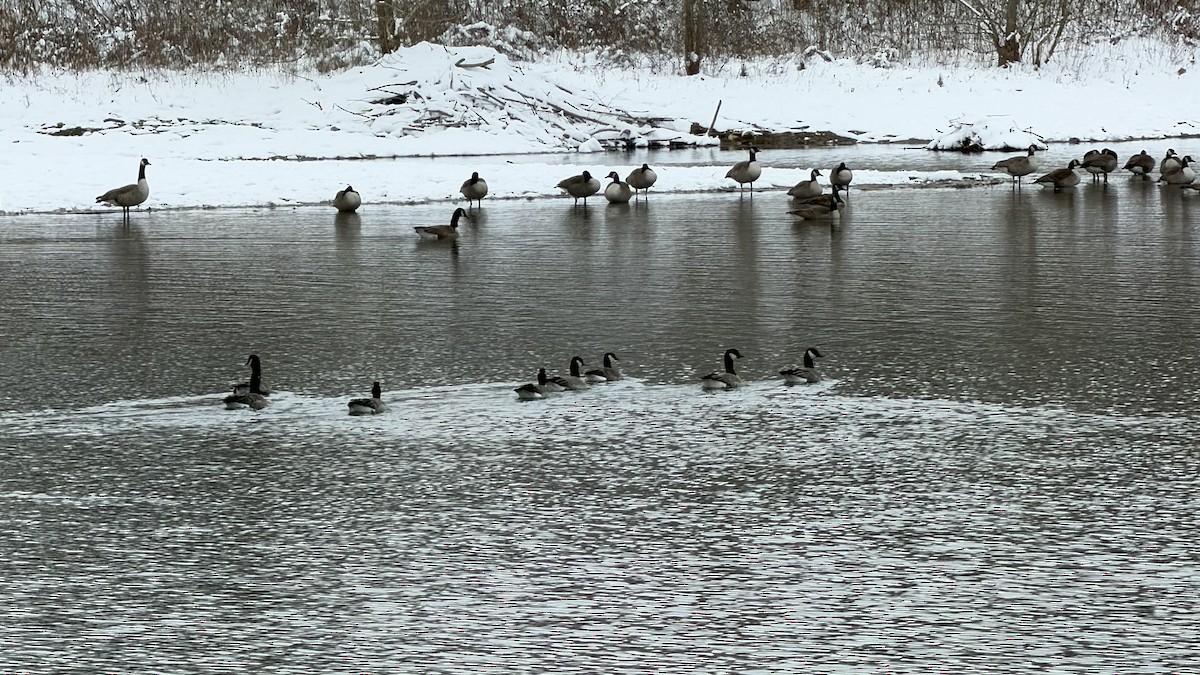 Харлаг галуу - ML646307180