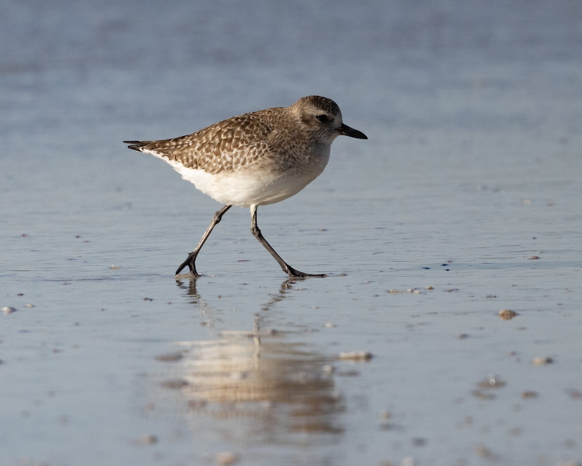 Chorlito Gris - ML646307181