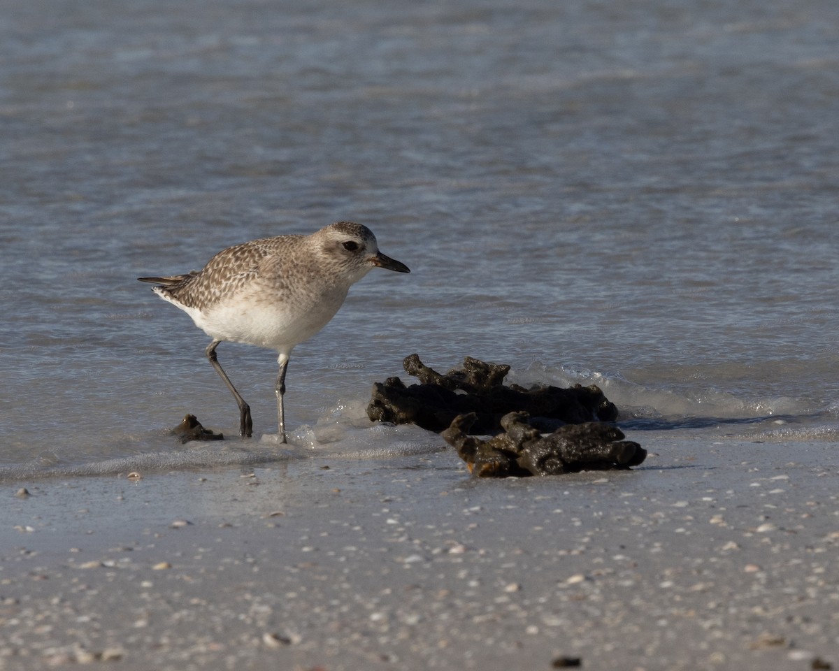 Chorlito Gris - ML646307182