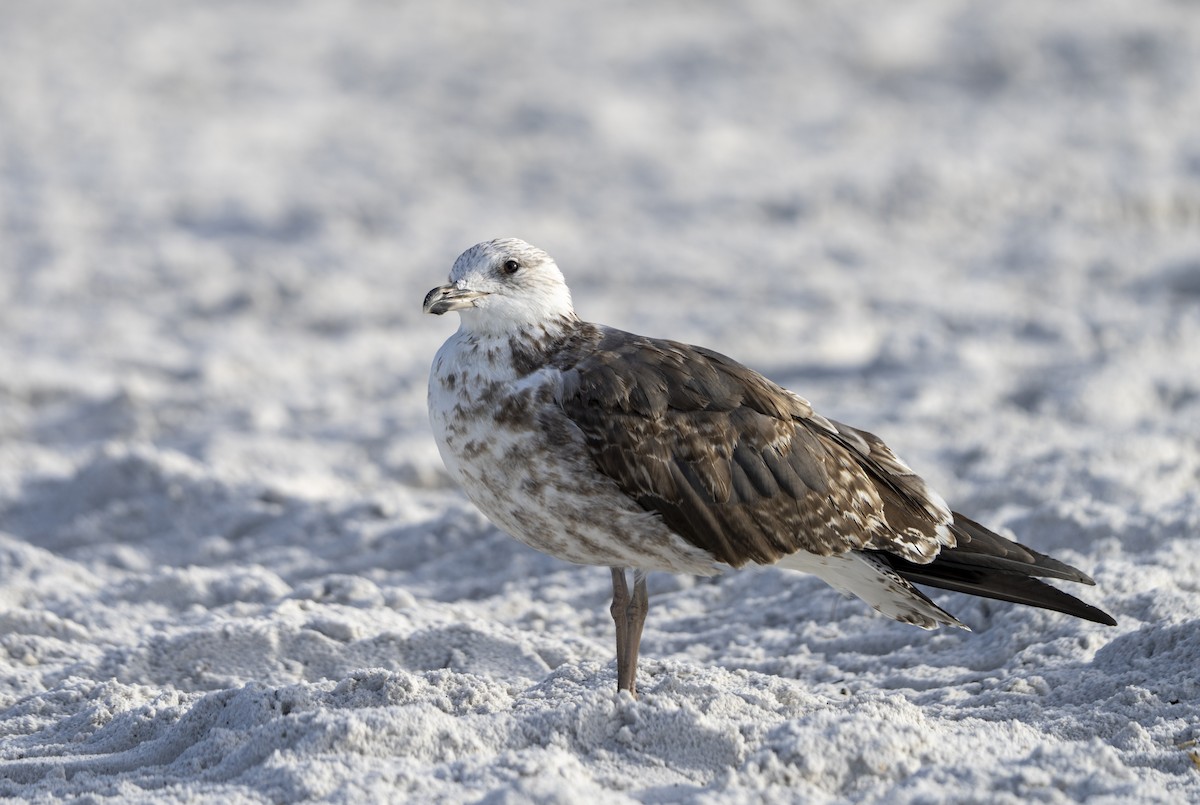 Мартин чорнокрилий - ML646307183