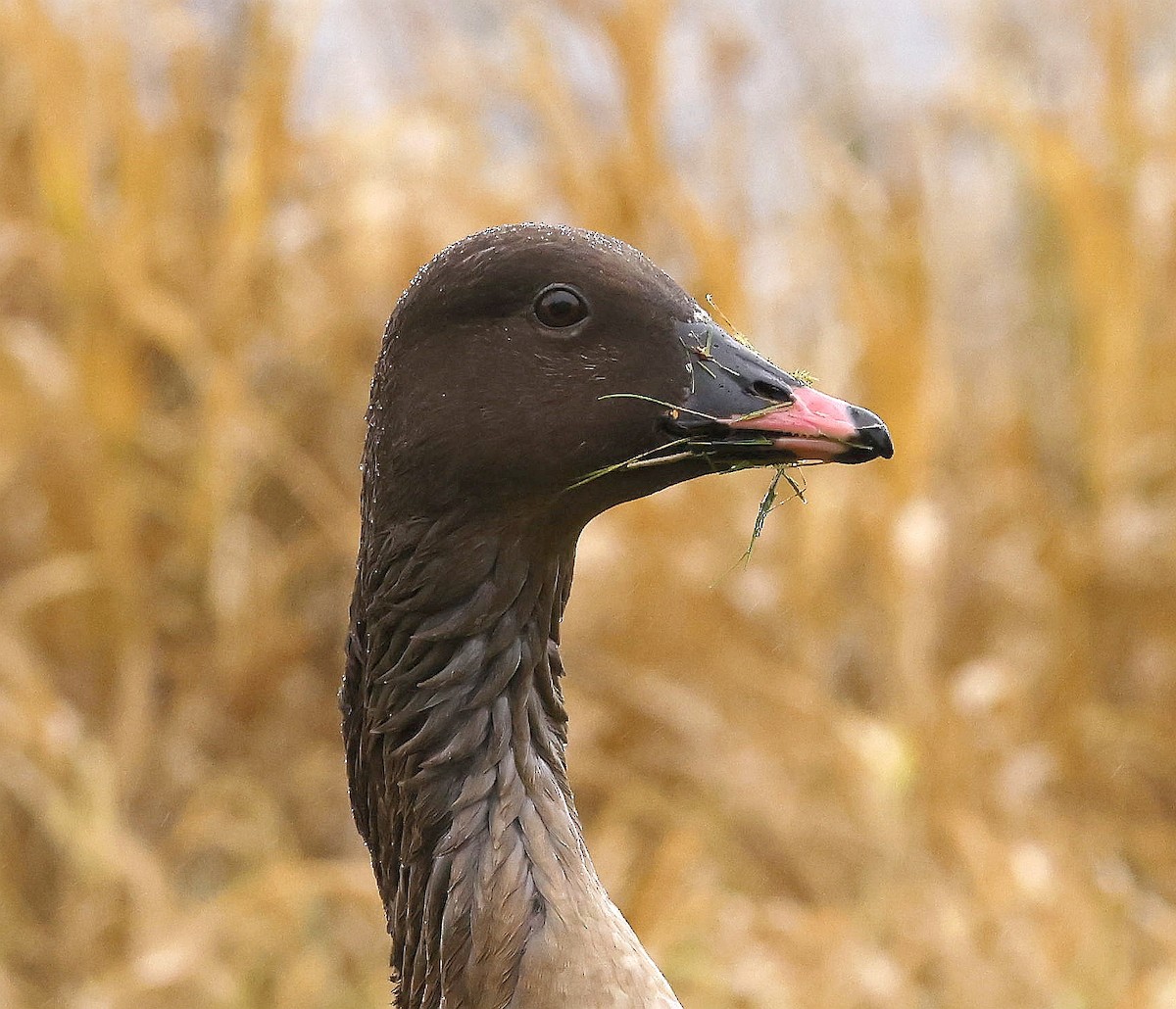 Гуменник короткодзьобий - ML646307185