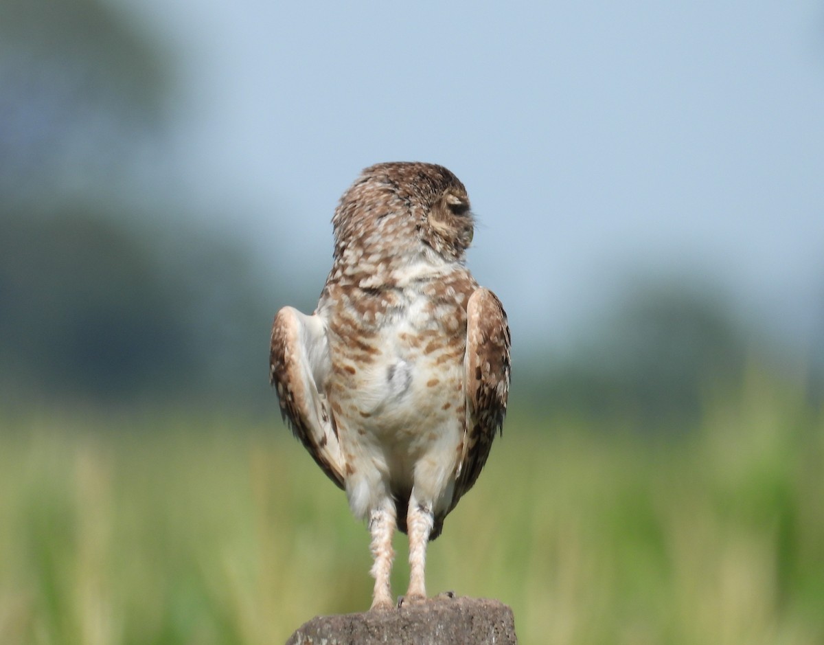 Сич американський - ML646307186