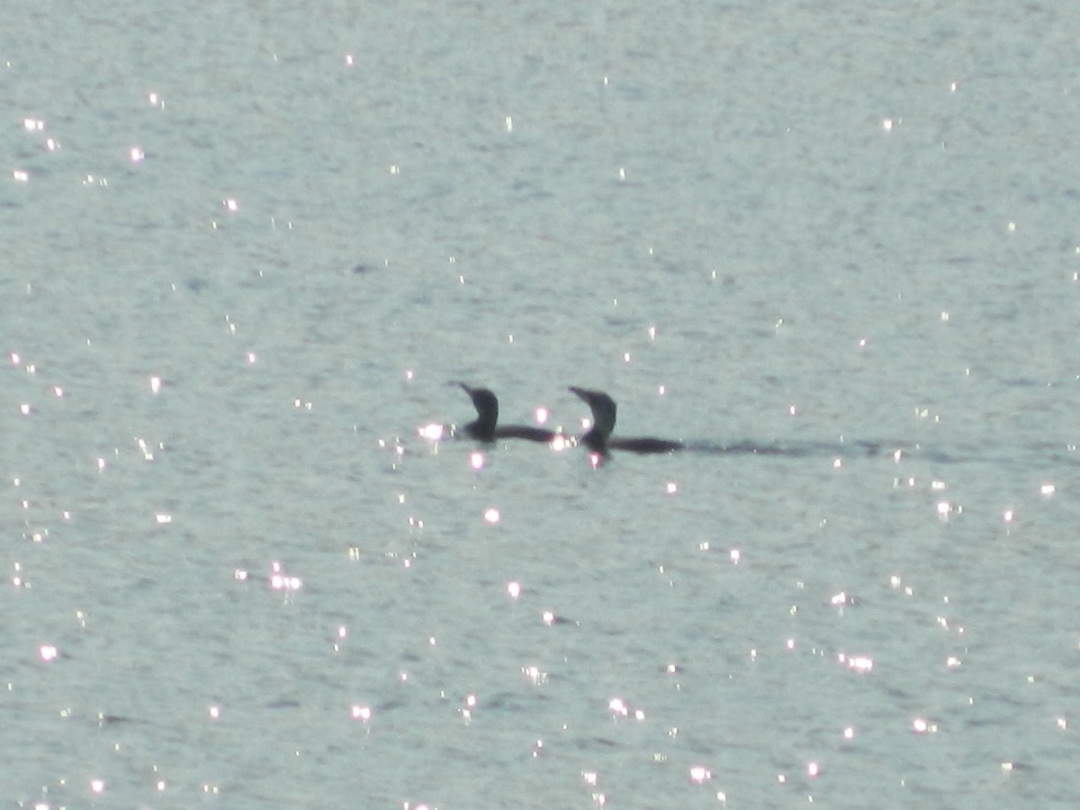 Баклан великий - ML646307187